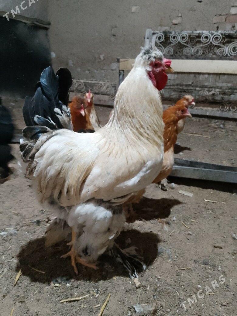 Balgar towuklar - Aşgabat - img 1