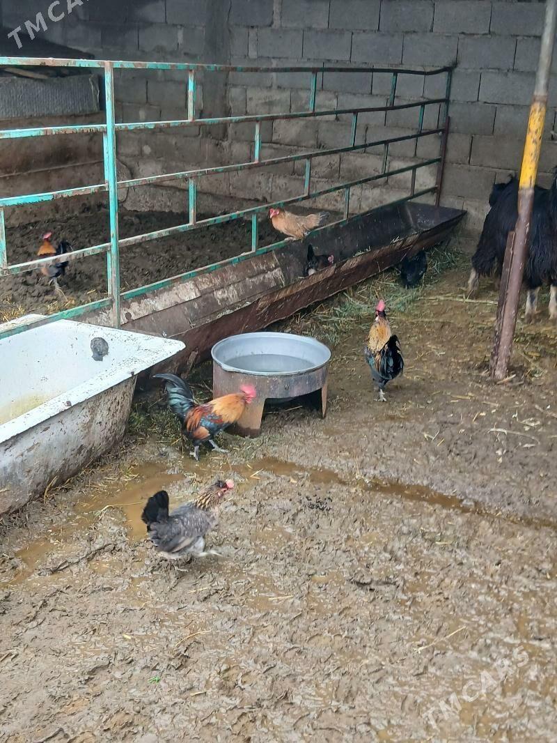 karlik - Чоганлы - img 1