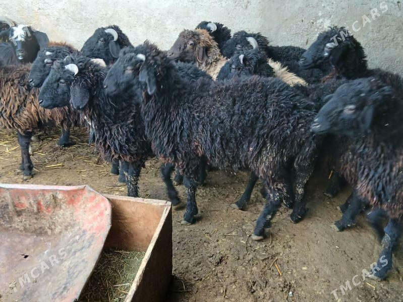 garakol - Чоганлы - img 1