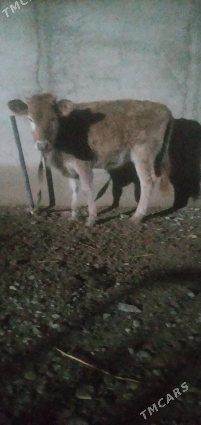 tuwe - Гызыларбат - img 1