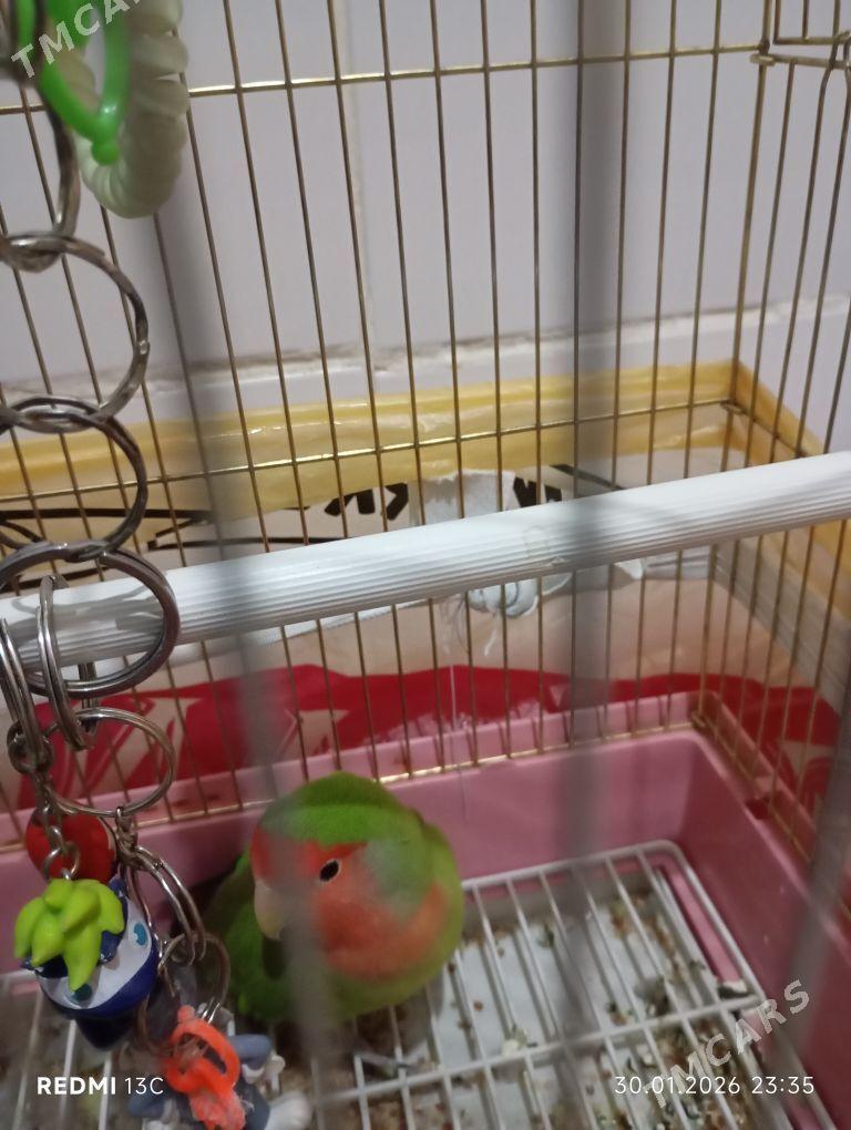 попугаи - Бузмеин ГРЭС - img 1