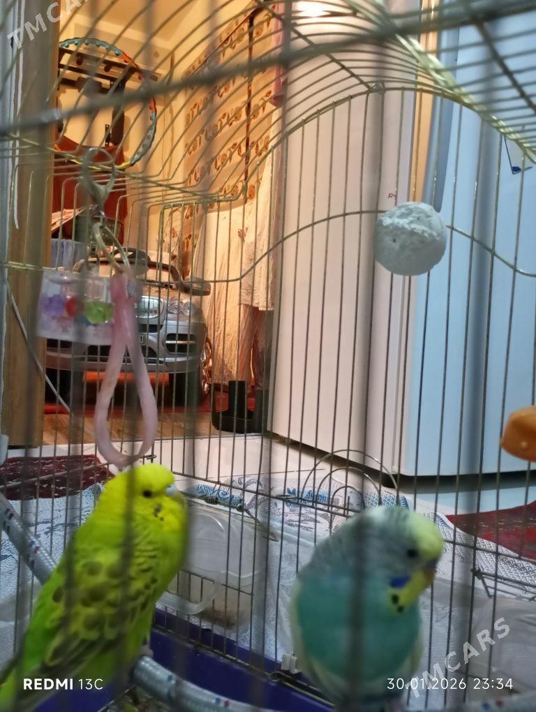 попугаи пара - Büzmeýin GRES - img 1