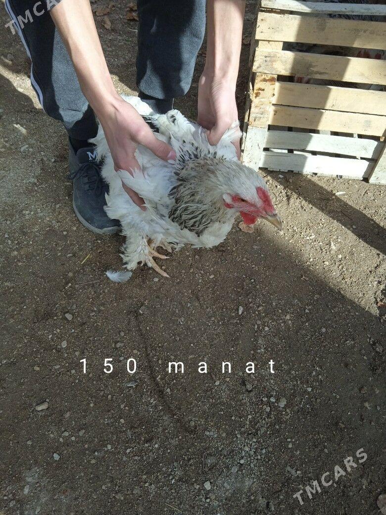 ýaş horazla - Balkanabat - img 1