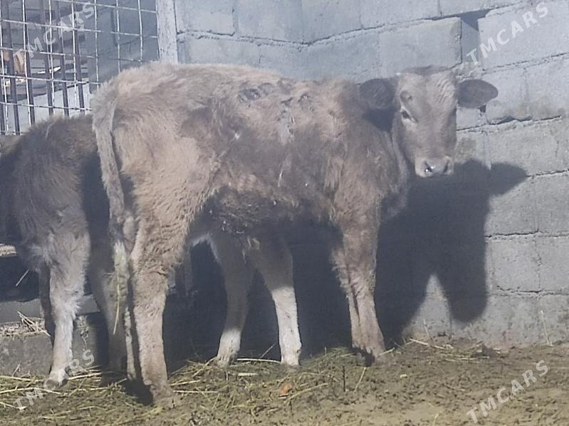 gibirit okuz - Gökdepe - img 1