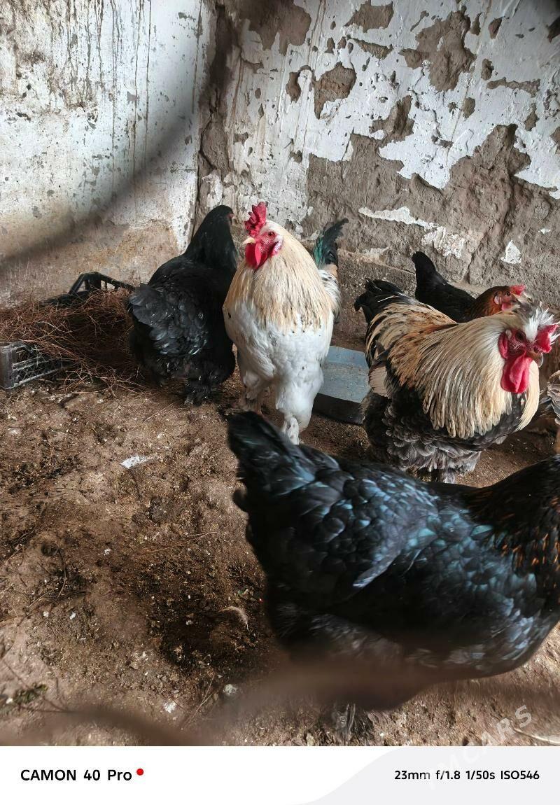 Towuk Horaz - Кëши - img 1