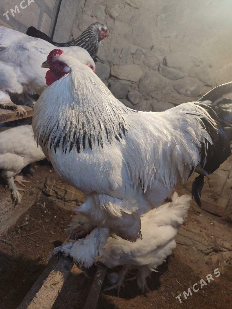 Towuk - Гызыларбат - img 1