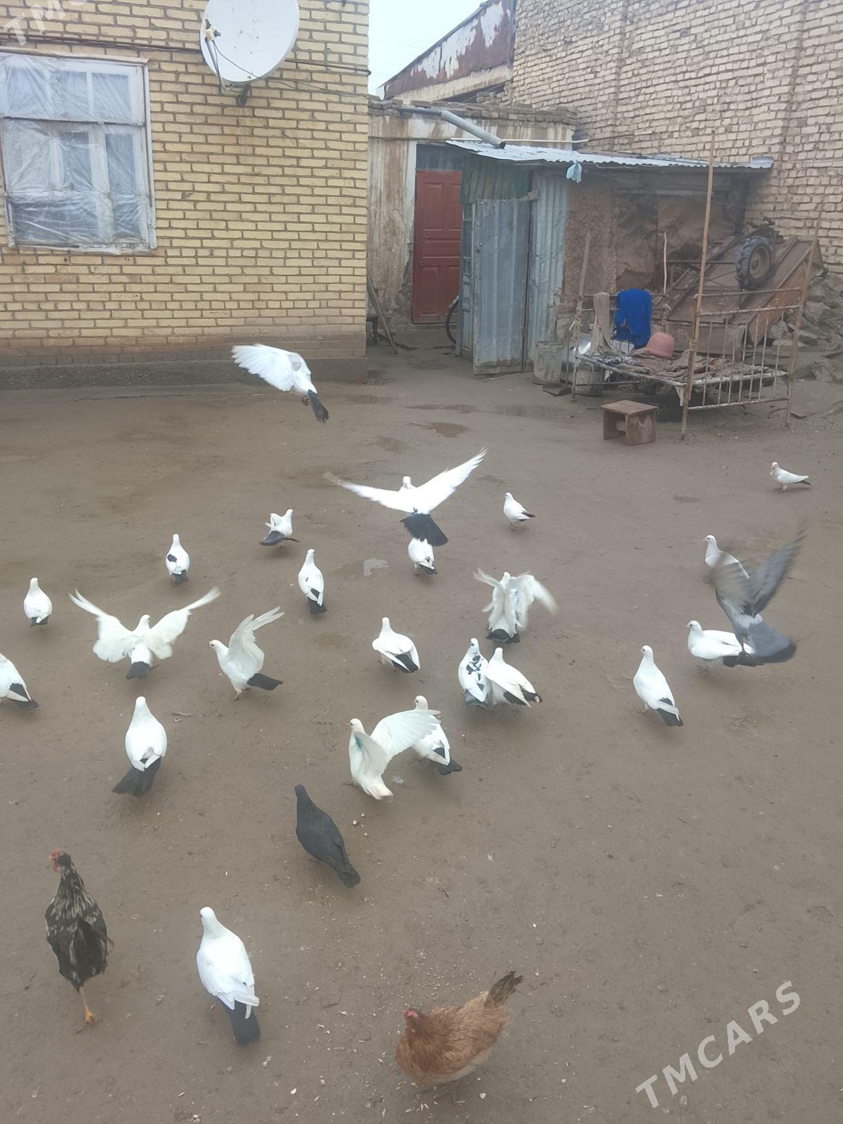 dümü gara - Туркменабат - img 1