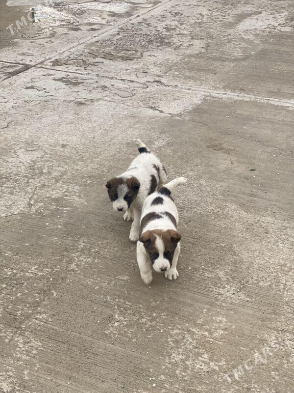 Turkmen alabay it gujik - Ашхабад - img 1