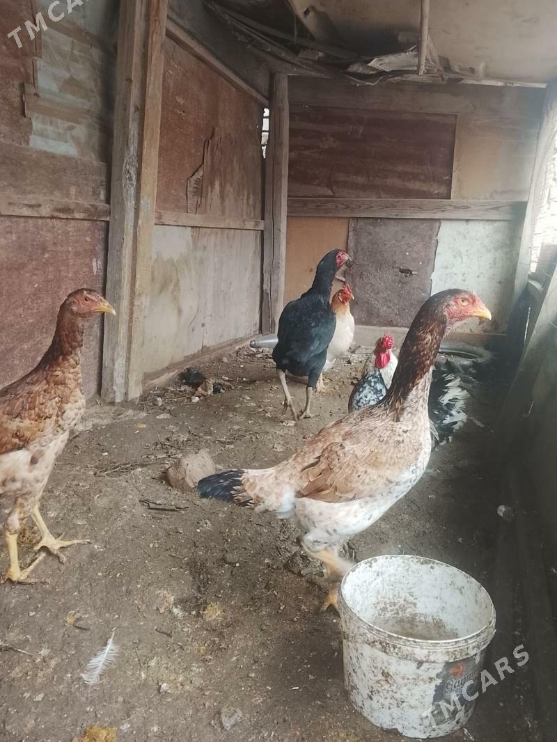 baysowy towuklar - Türkmenabat - img 1