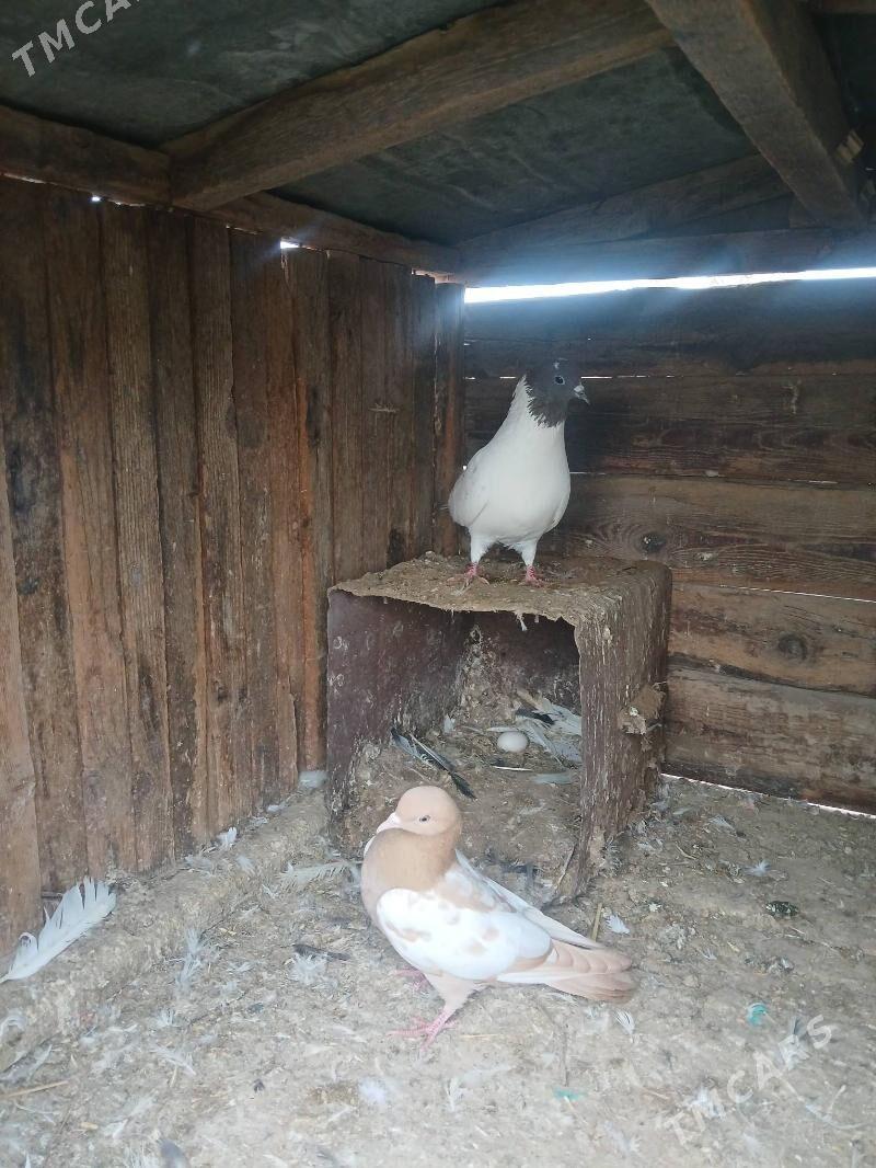 kepderi - Babadaýhan - img 1