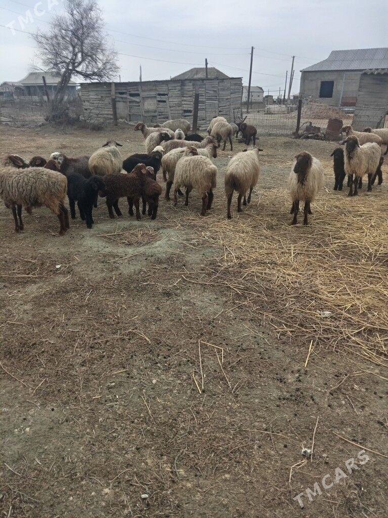 Goyun turkmen tohum - Mary - img 1