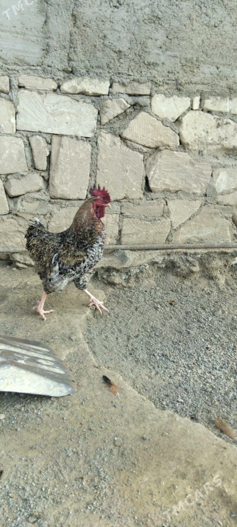 horaz - Туркменбаши - img 1