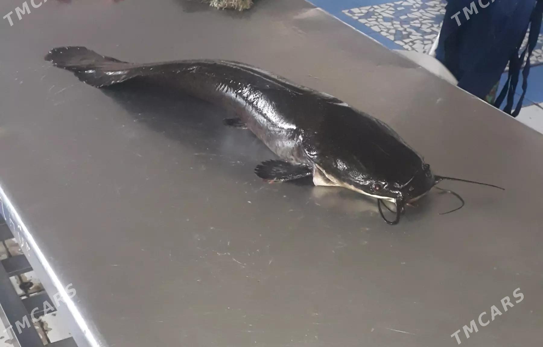 balyk - Туркменабат - img 1