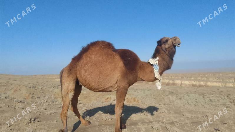 düýeler - Берекет - img 1