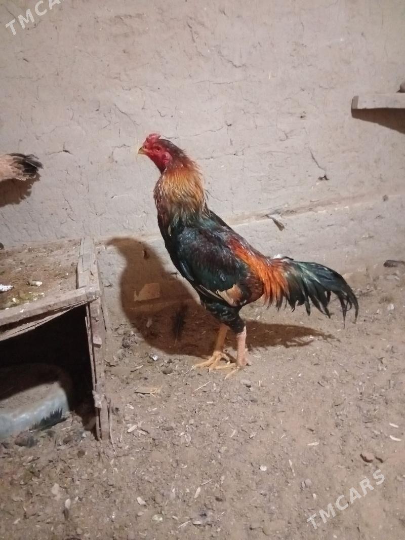 baysy horaz - Векильбазар - img 1