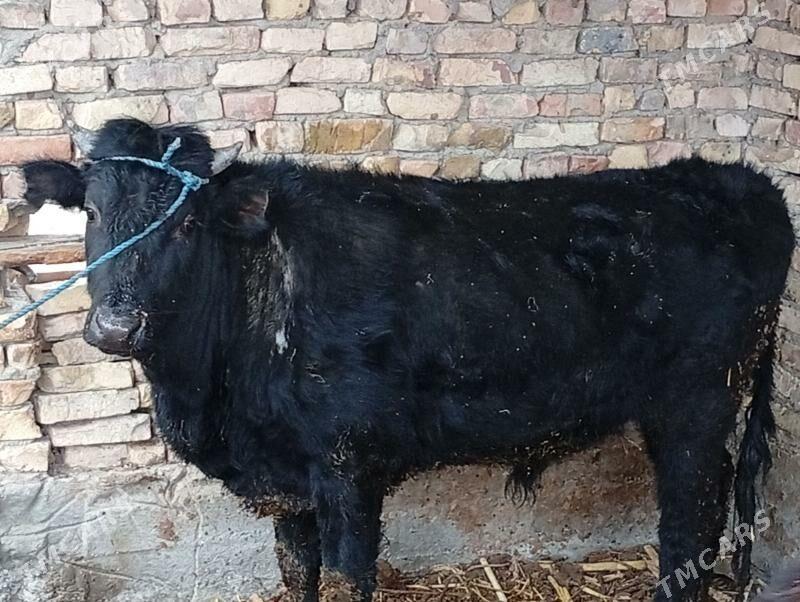 okuz bn unajyn - Dänew - img 1