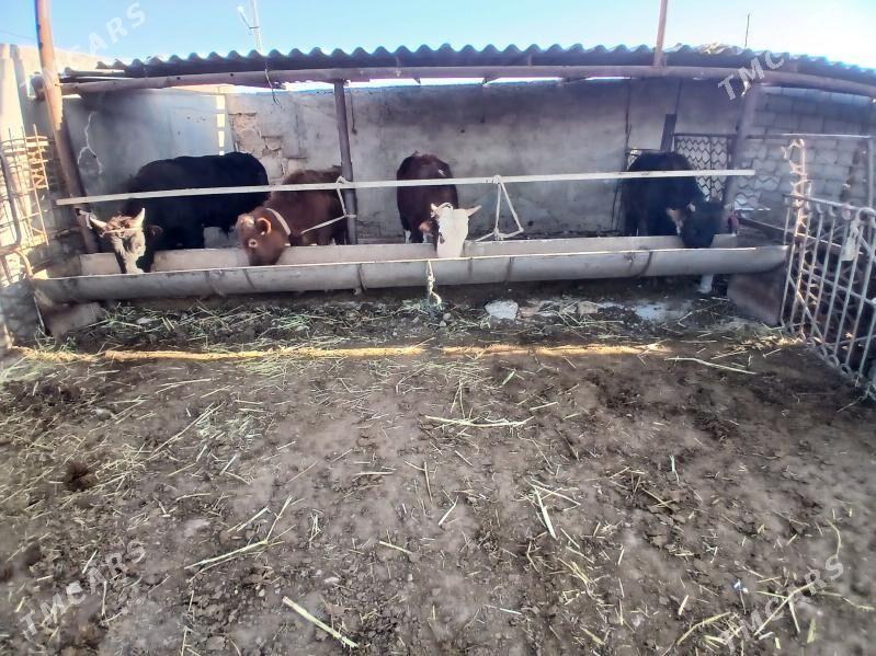 окуз сыгыр тувелер - Балканабат - img 1