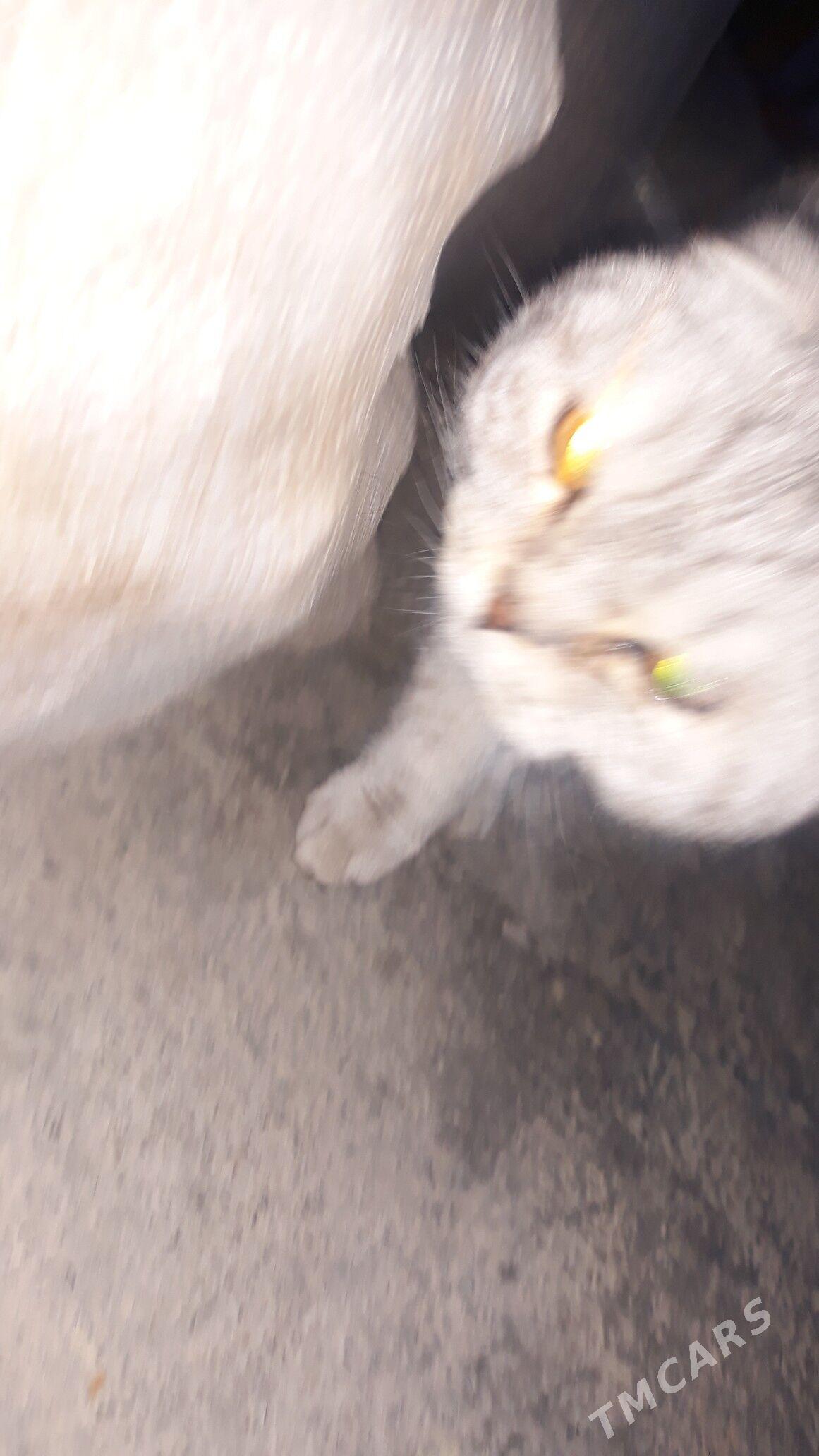 pişik кошка - Ашхабад - img 1