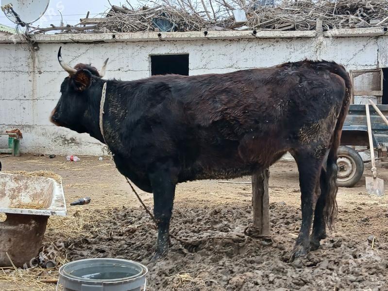 bogaz sygyr - Büzmeýin - img 1