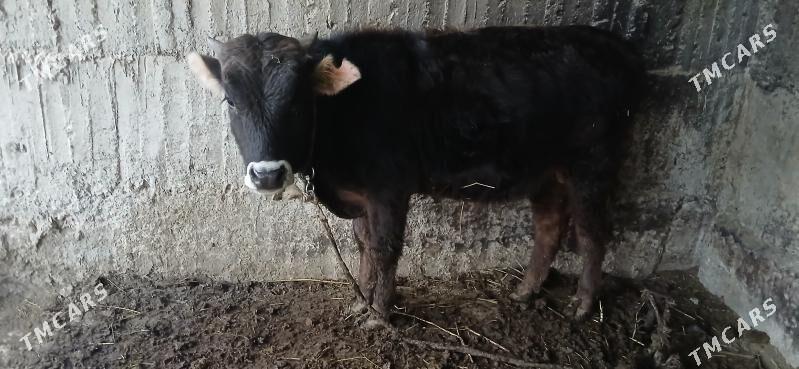 ökuz - Gökdepe - img 1