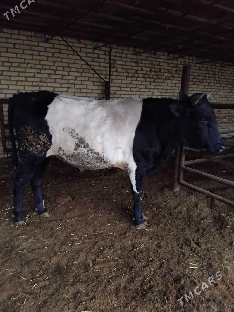 oküzler - Чарджоу - img 1