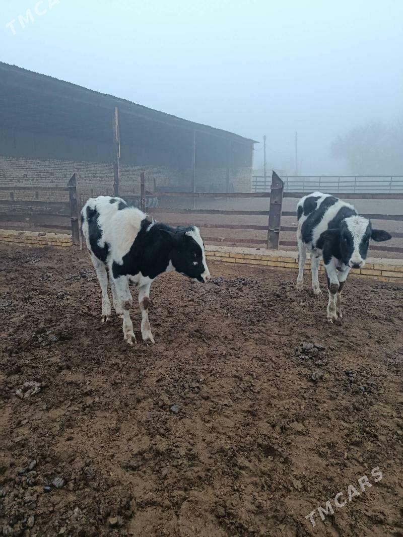 GOLIŞTEÝIN ÖKÜZler - Oguz han - img 1