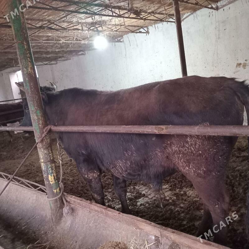 semiz okuzler - Çärjew - img 1