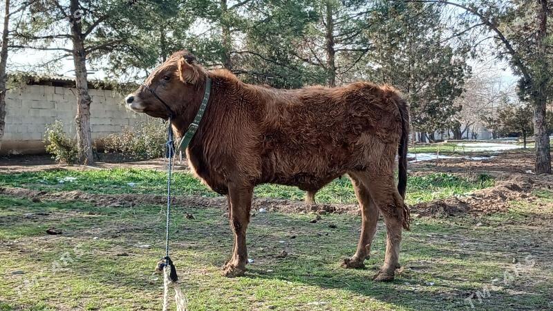 okuz - Aşgabat - img 1