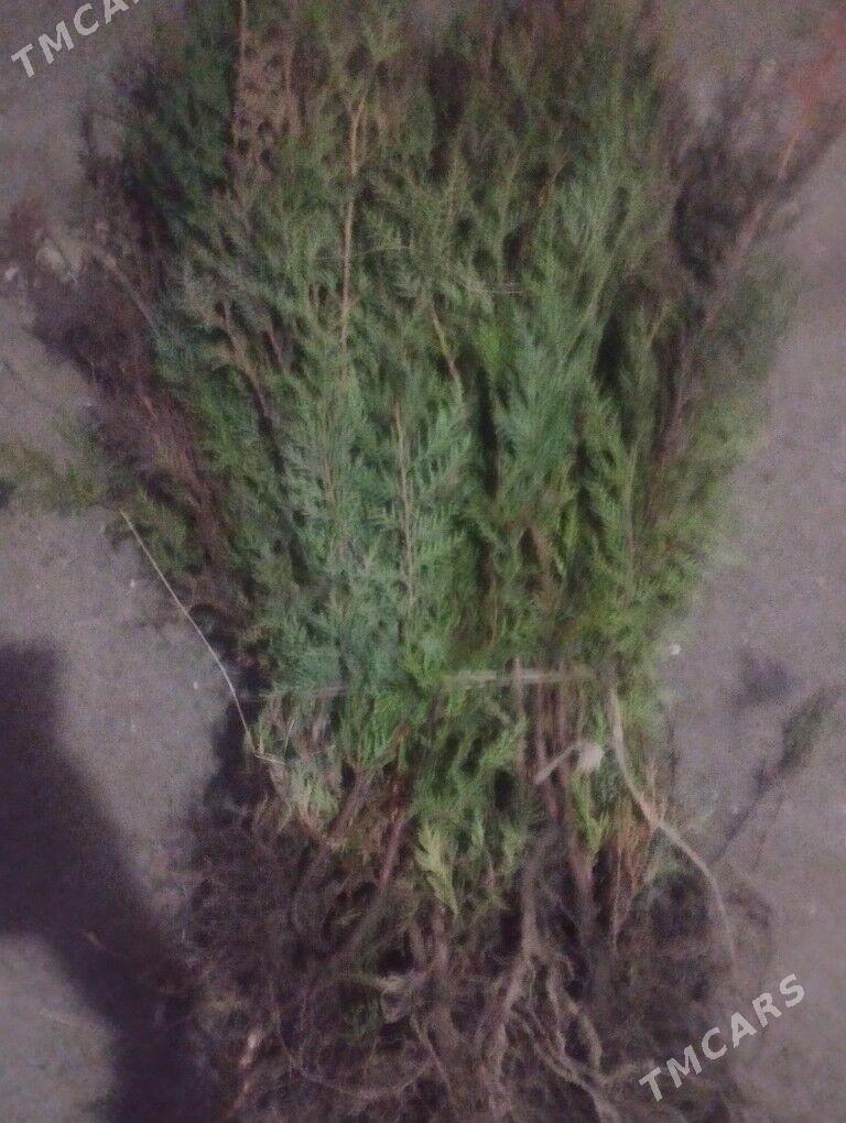 yolka tuyo - Бахарден - img 1