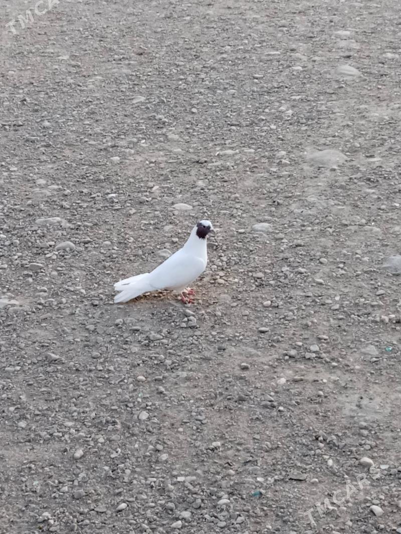 Kepderi - Balkanabat - img 1