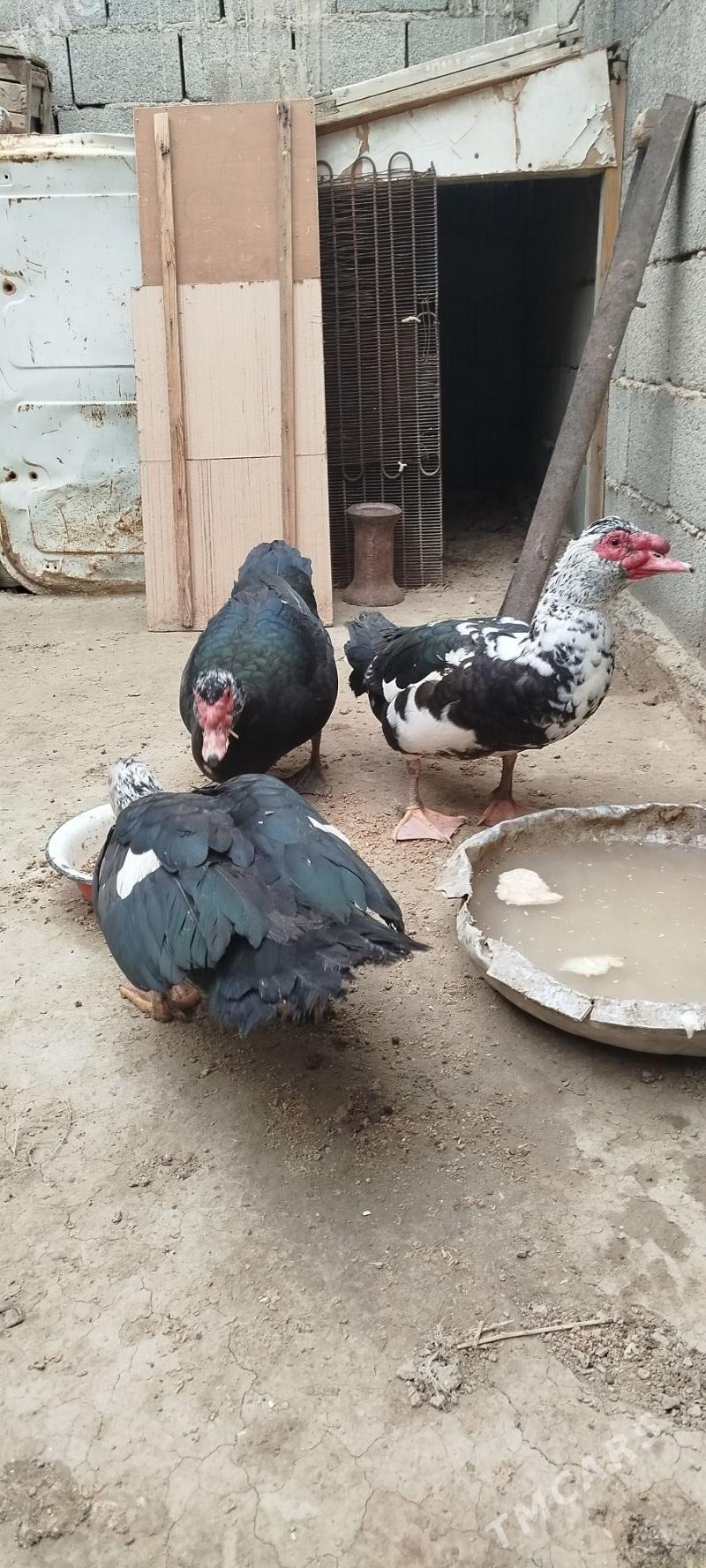 ördek - Gyzylarbat - img 1