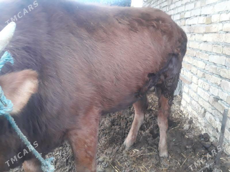 okuz - Türkmenabat - img 1