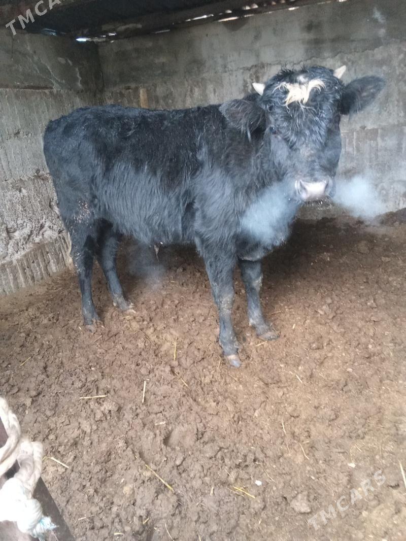 4 öküz - Бузмеин - img 1