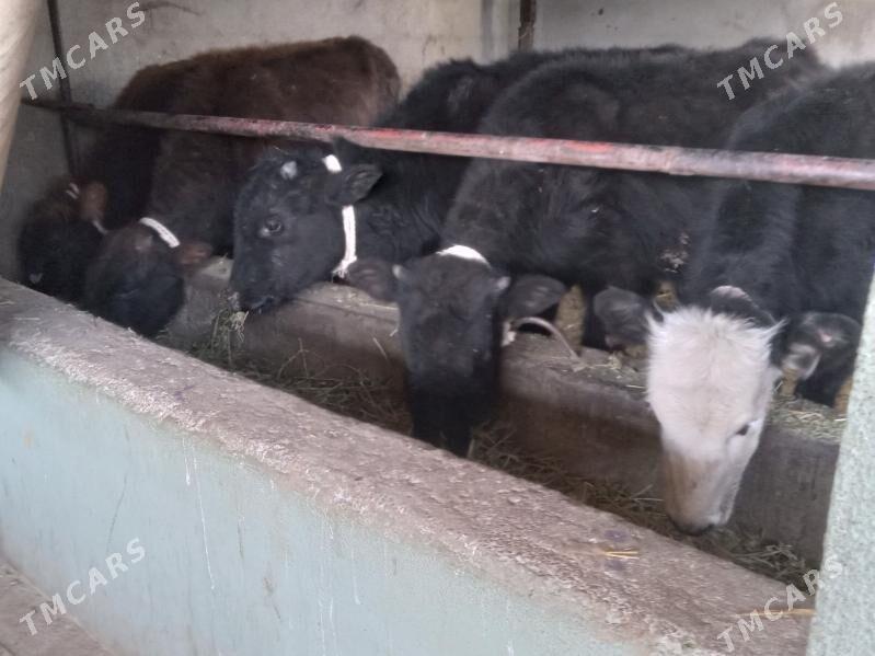 okiz tuwe - Бузмеин - img 1