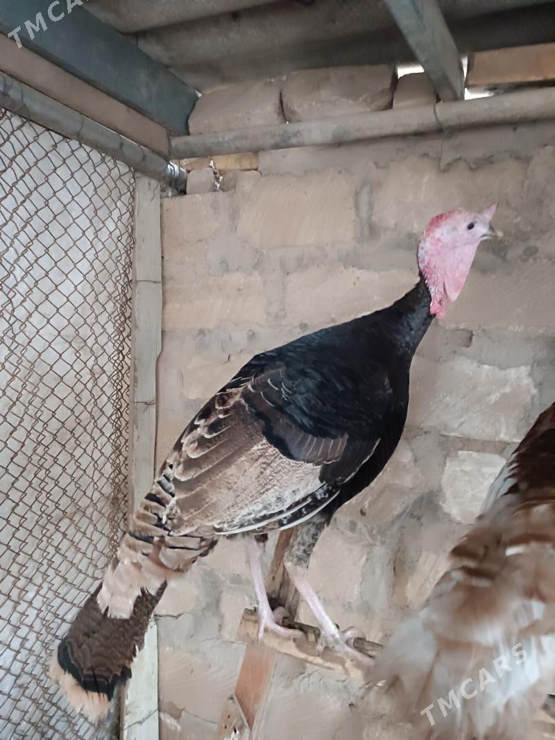 erkek induk - Мары - img 1