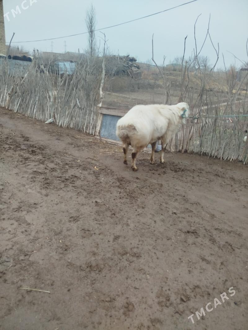 ak koçkar - Фарап - img 1