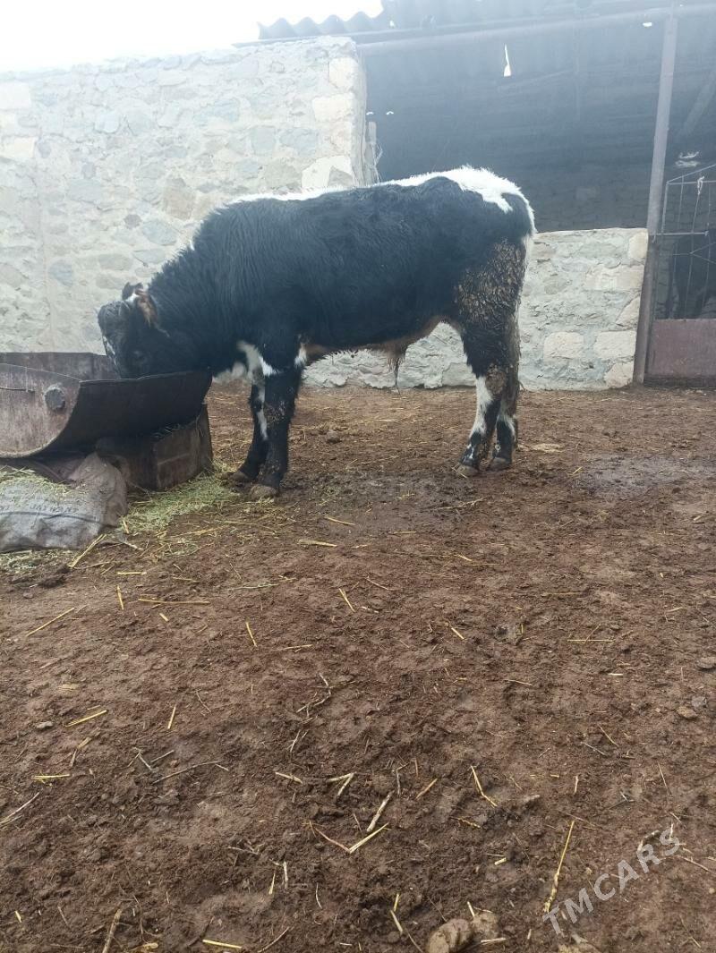 okiz - Bereket - img 1