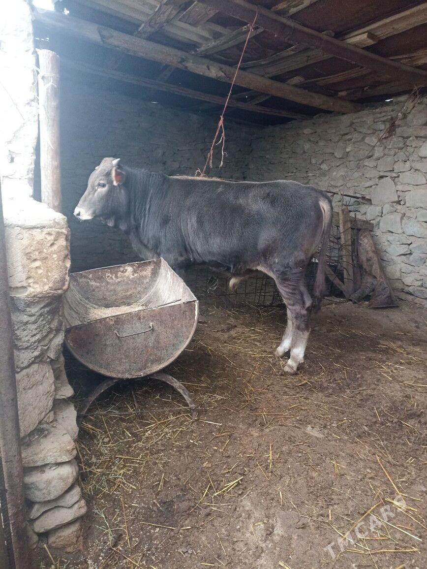 Okiz - Bereket - img 1