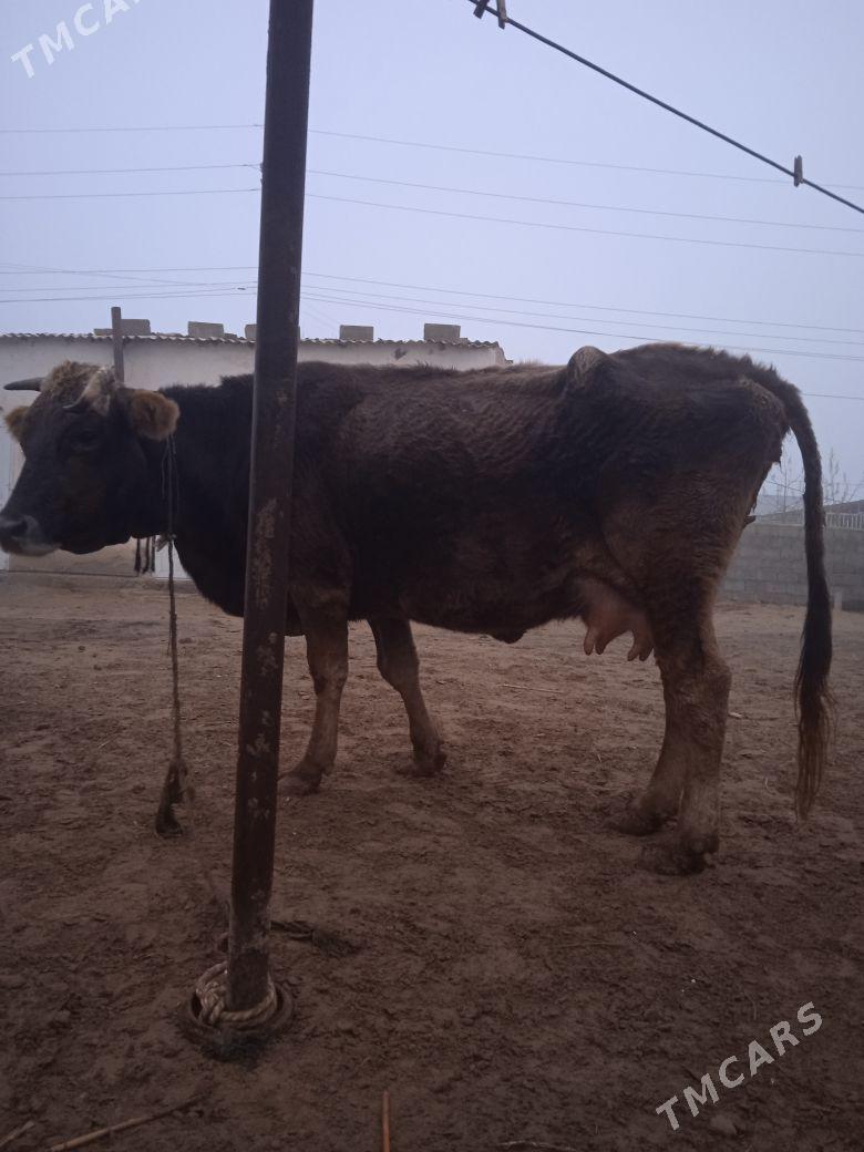 Sygyr göleli - Чоганлы - img 1