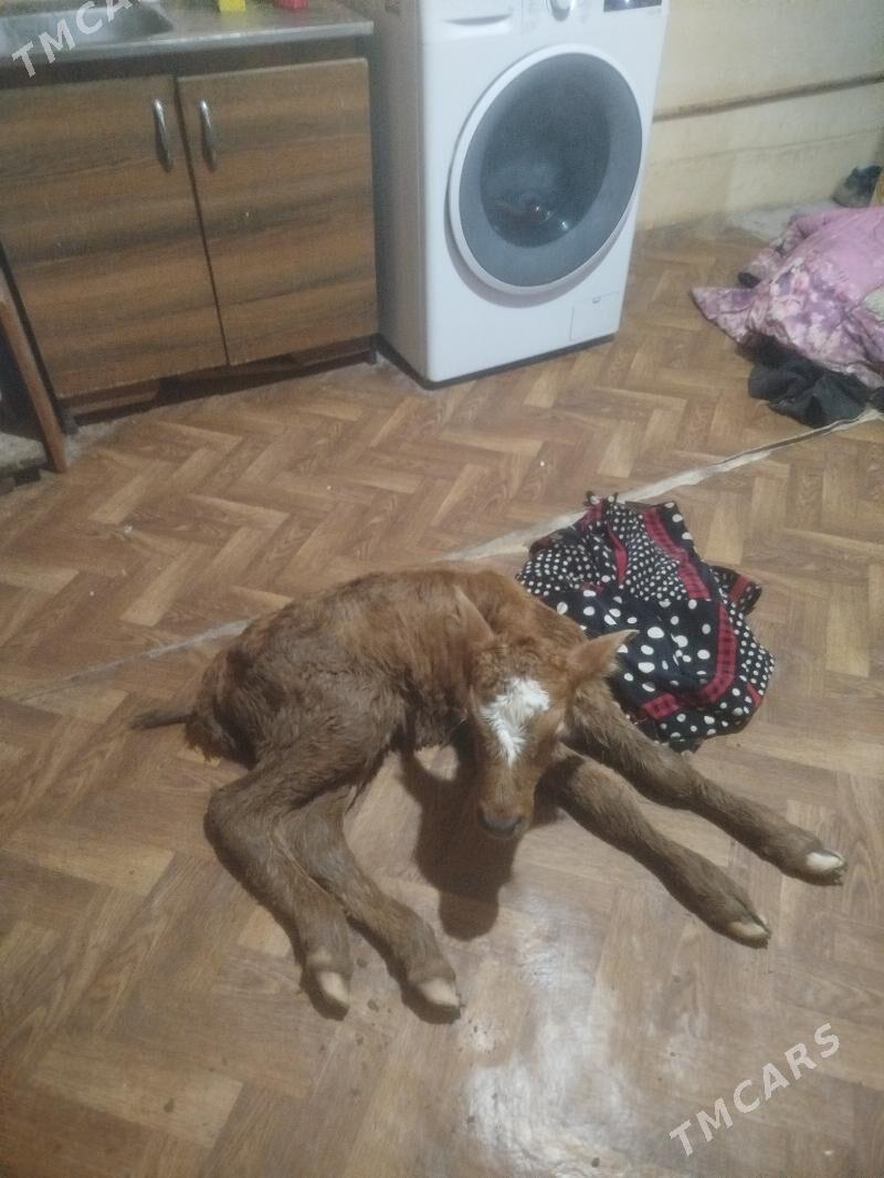 goleli sygyr - Губадаг - img 1