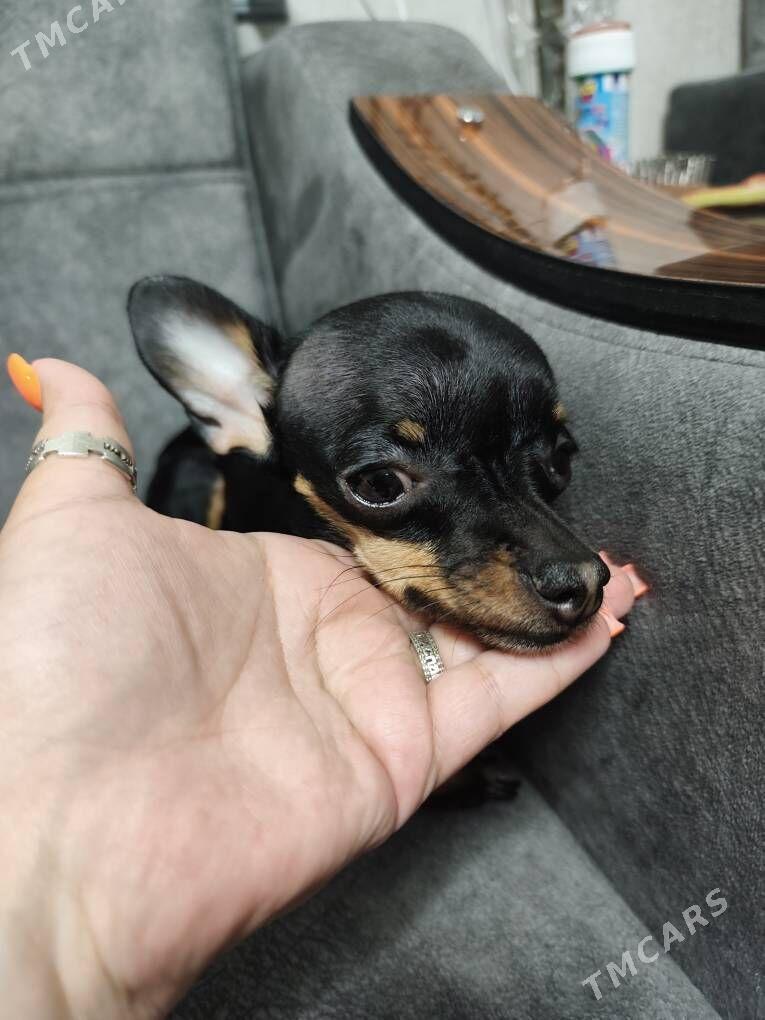 пропала собака - 30 mkr - img 1