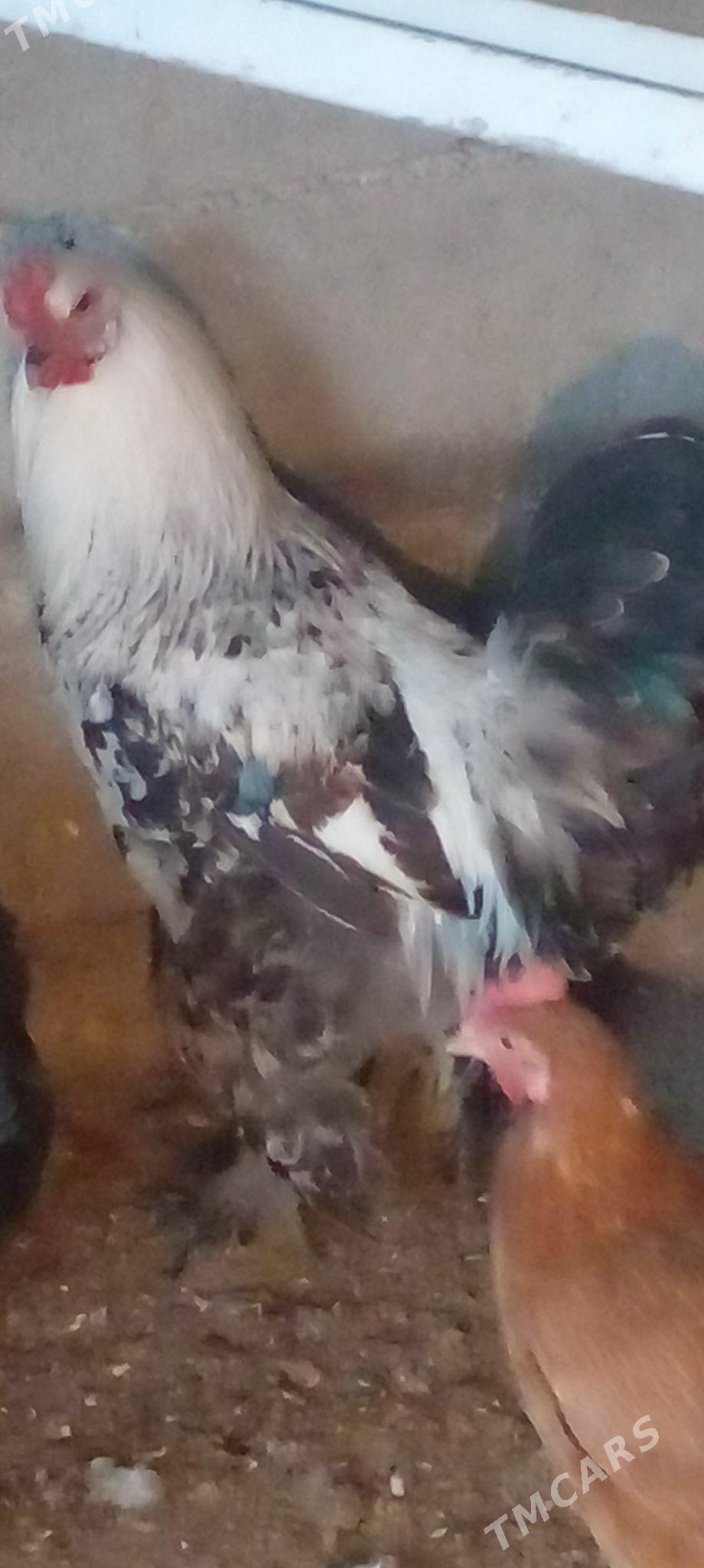 хороз балгар - Ak bugdaý etraby - img 1