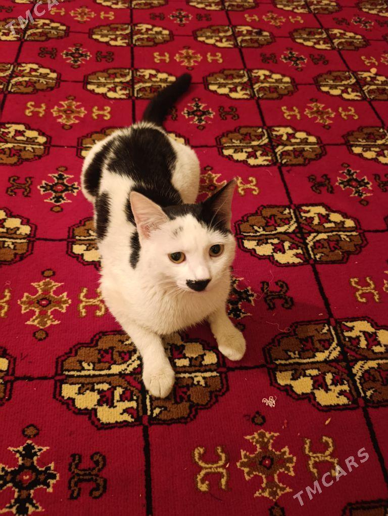 kot - Daşoguz - img 1