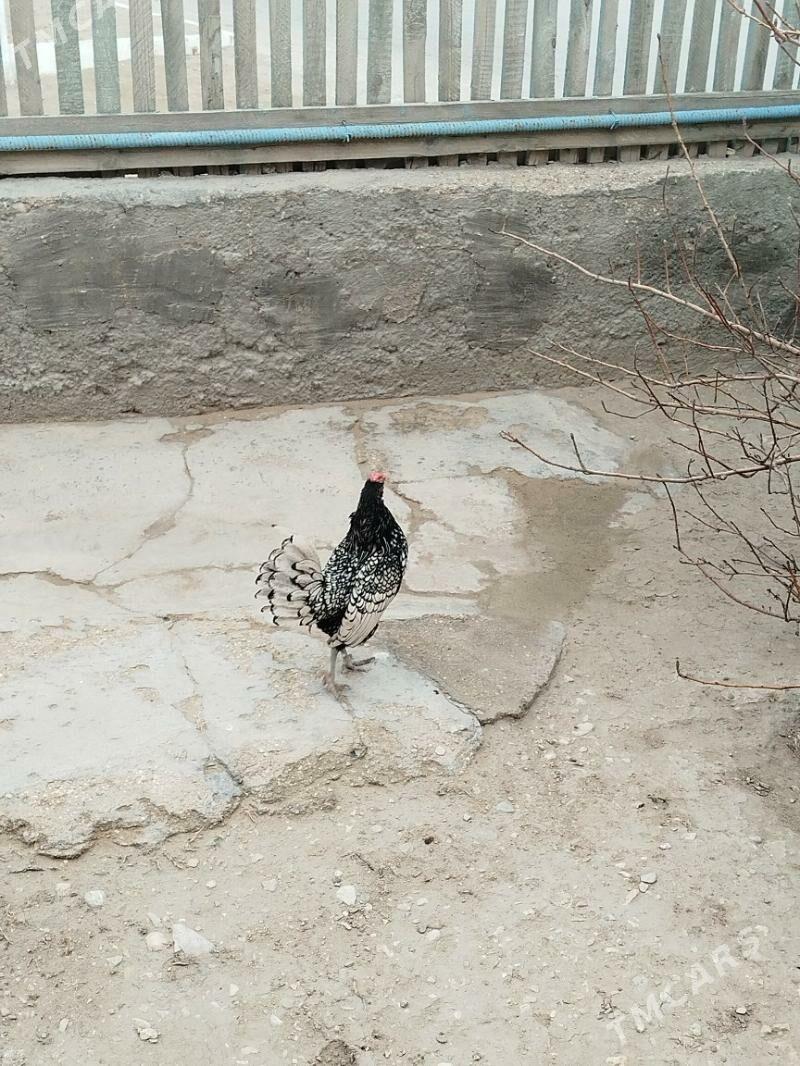 karlik - Балканабат - img 1