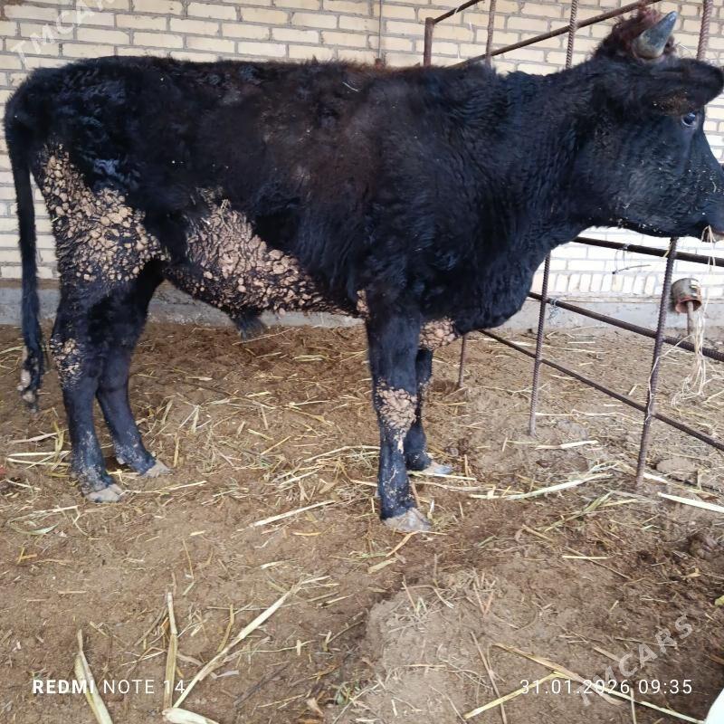 Okuz - Чарджоу - img 1