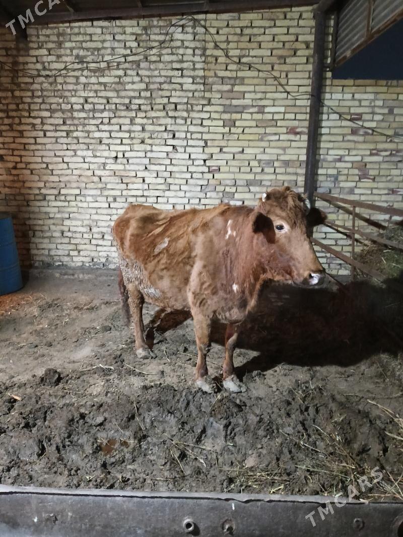 agyr bogaz sygyr - Wekilbazar - img 1