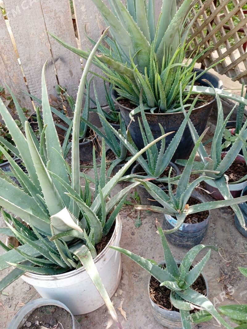 Aloyvera gul - Ак-Бугдайский этрап - img 1