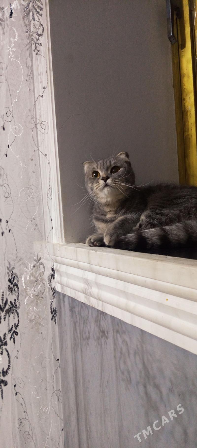 кошка - Туркменабат - img 1