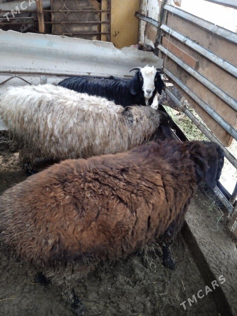 goyun - Aşgabat - img 1