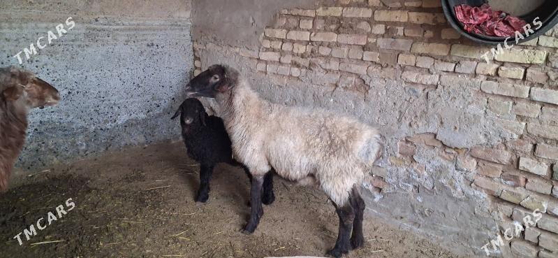 Gutulyş goýun - Теджен - img 1